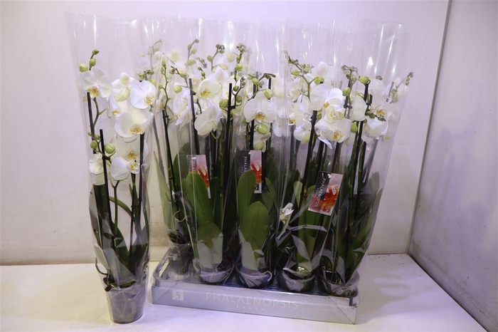 <h4>arr8 Phal An Nottingham</h4>