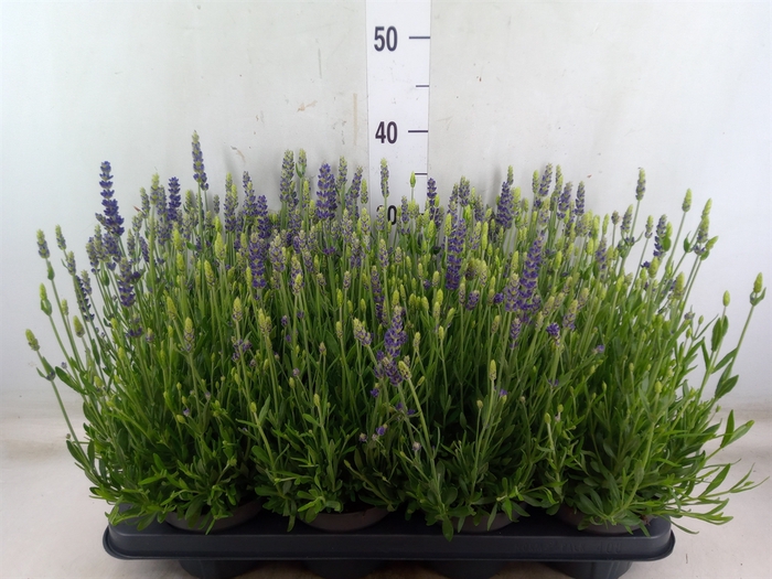 <h4>Lavandula angus. 'Spear Blue'</h4>