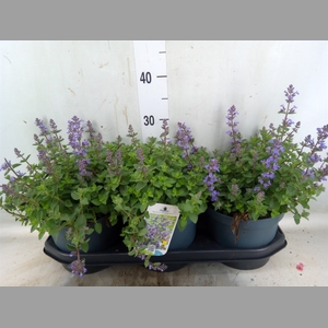 Nepeta faassenii  'Purrsian Blue'