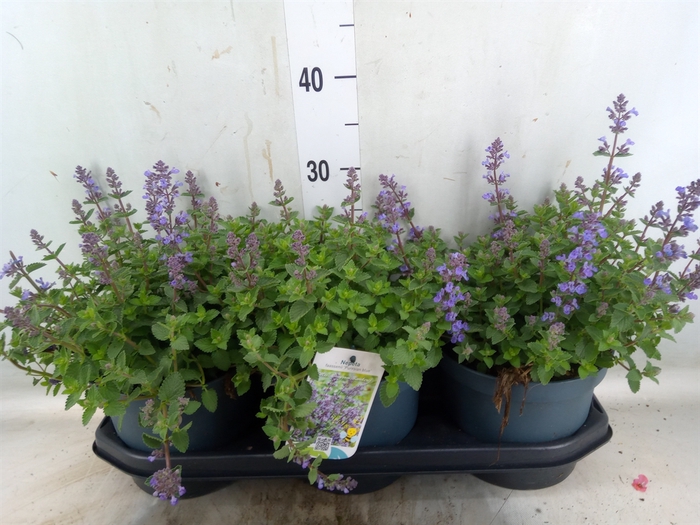 Nepeta faassenii  'Purrsian Blue'