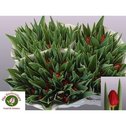 <h4>TU EN RED STONE</h4>