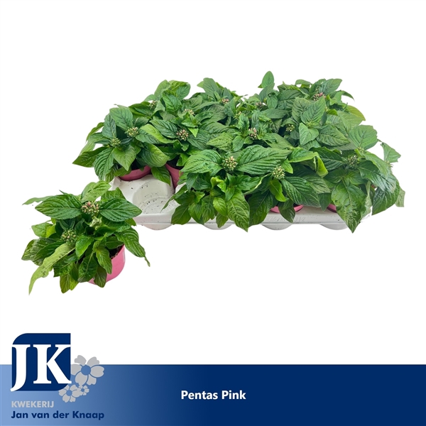 <h4>Pentas Lanceolata 'Graffiti Pink'</h4>