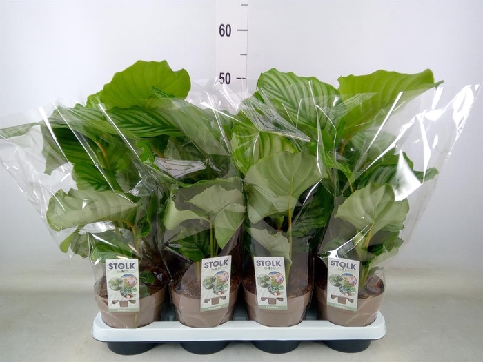 <h4>Calathea orbifolia</h4>