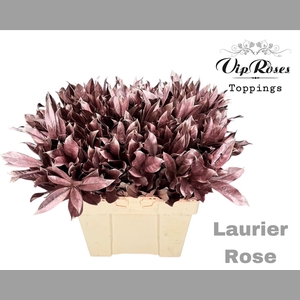 LAURIER ROSE