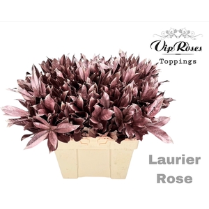 Laurier Rose