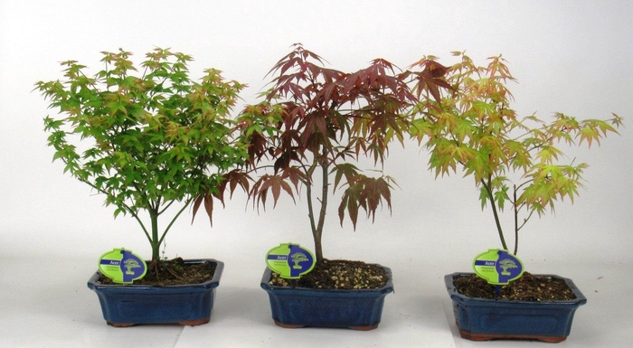 <h4>Acer Mix 20 cm, 3 species, without driptray</h4>