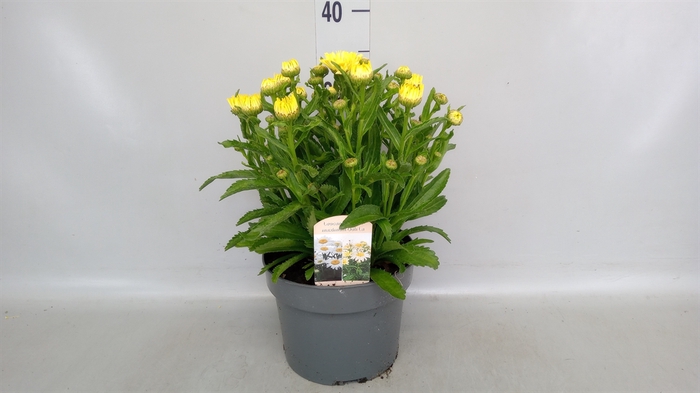 <h4>Leucanthemum sup. 'Banana Cream'</h4>