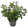 Viburnum tinus 'Lisa Rose' ® 7,5L