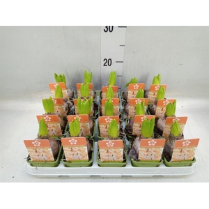 Hyacinthus orie. 'Gipsy Queen'