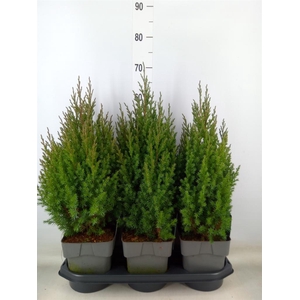 Juniperus chinensis 'Stricta'