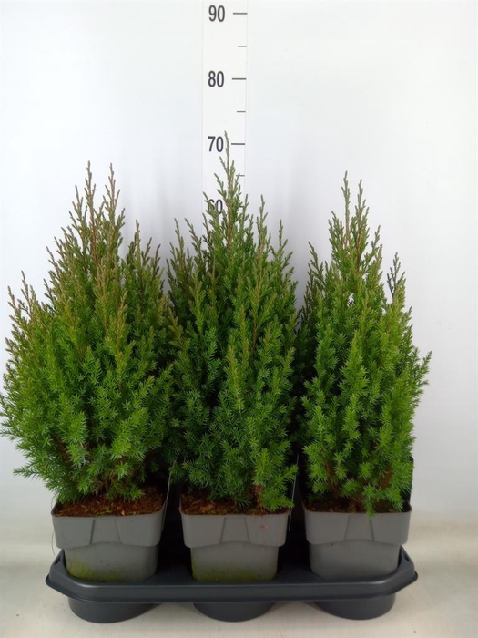 <h4>Juniperus chinensis 'Stricta'</h4>