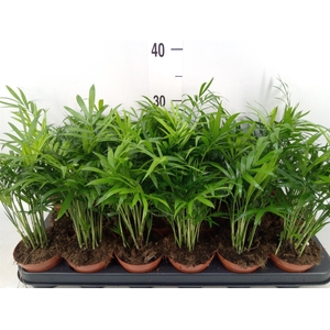 Chamaedorea elegans