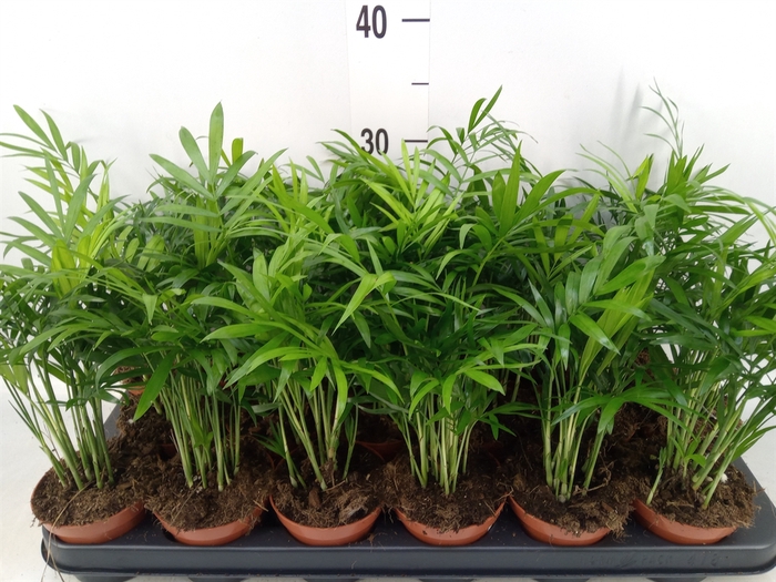<h4>Chamaedorea elegans</h4>