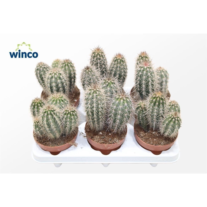 <h4>PACHYCEREUS PRINGLEI</h4>