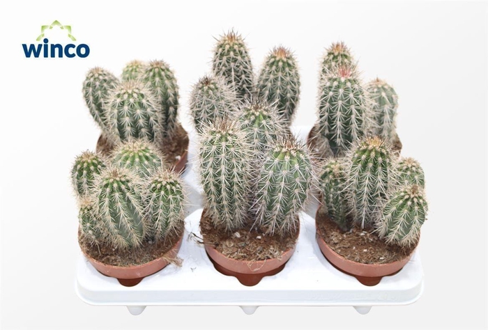 <h4>PACHYCEREUS PRINGLEI</h4>