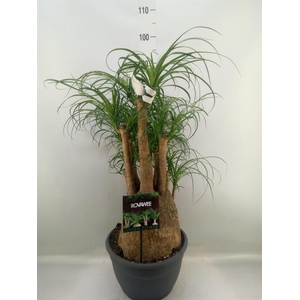 Beaucarnea recurvata