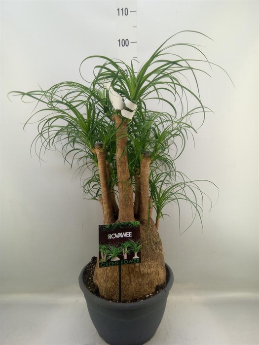 <h4>Beaucarnea recurvata</h4>