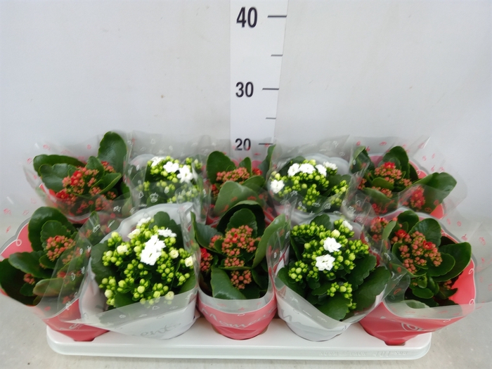 <h4>Kalanchoe blos.   ..rosebud mix  2</h4>