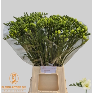 Freesia enk Avalanche