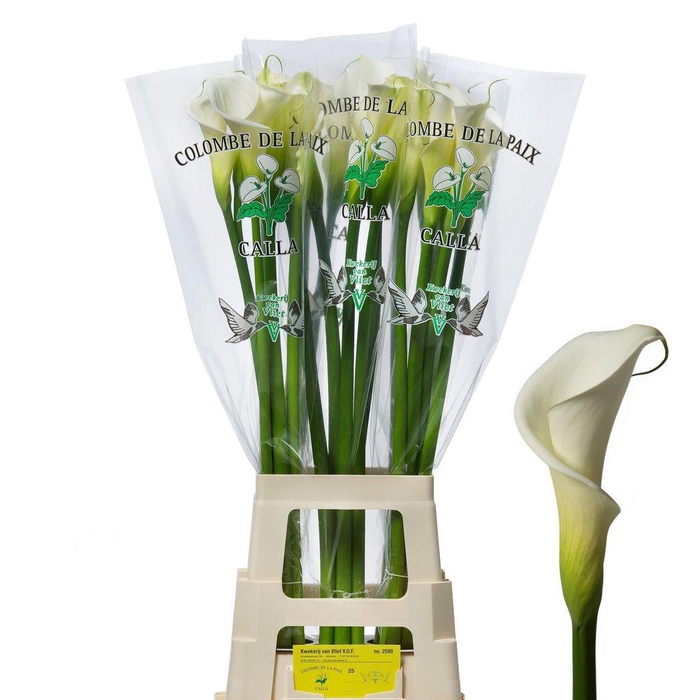 <h4>Zantedeschia ae colombe de la paix</h4>