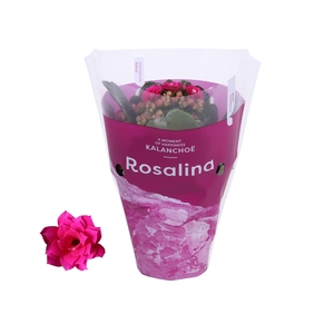 Kalanchoe blossfeldiana Rosalina Do