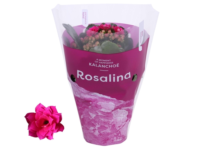 <h4>Kalanchoe blossfeldiana Rosalina Do</h4>