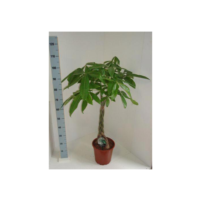 <h4>Pachira aquatica 21Ø 110cm</h4>