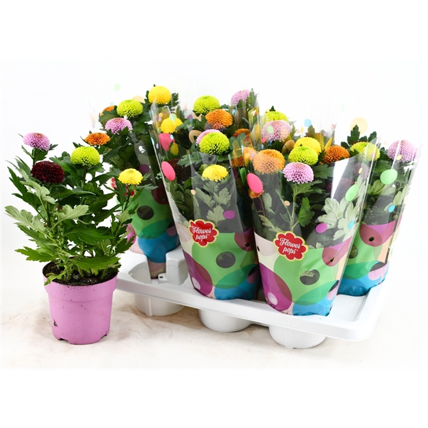 <h4>Flowerpops</h4>