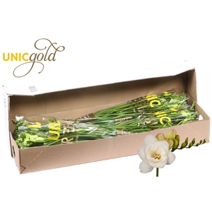 UG Barendse - Starlight 5x20 box