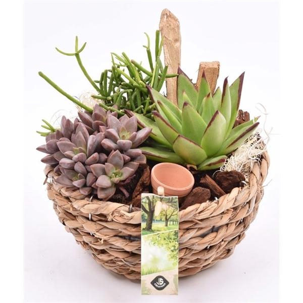 <h4>Mais mand 18cm</h4>