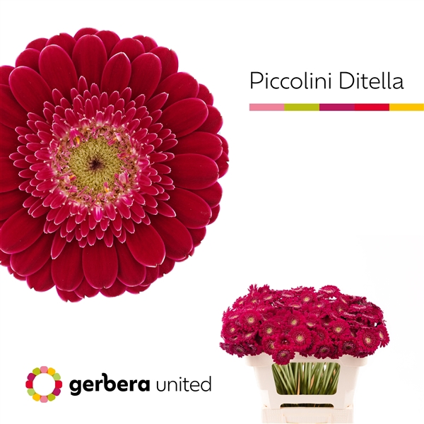 <h4>Ge Mi Piccolini Ditella United</h4>