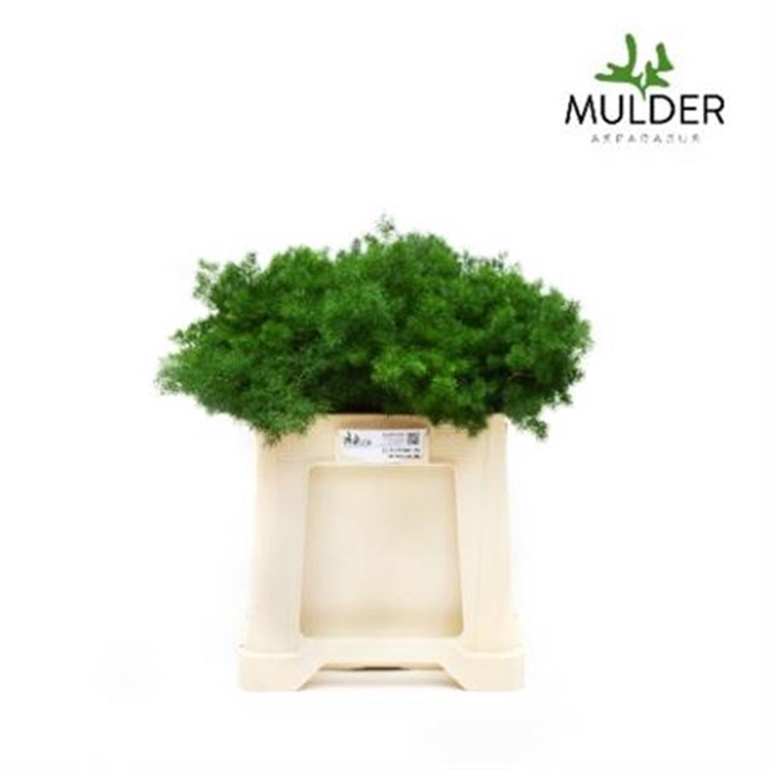 <h4>Asp Umbellatus 50cm</h4>