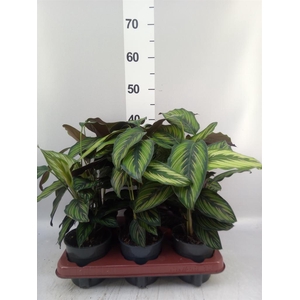 Calathea  'Beautystar'