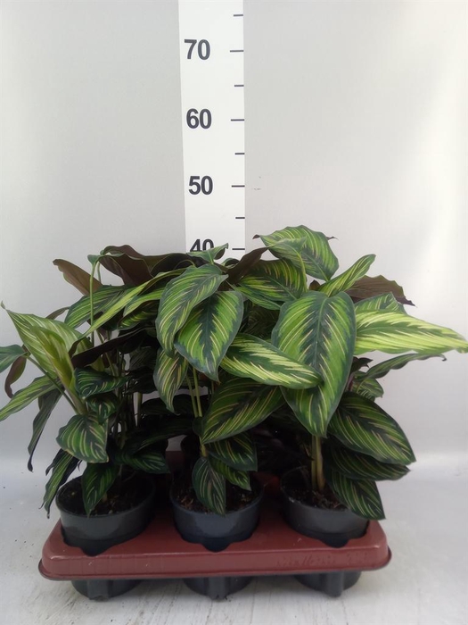 <h4>Calathea 'Beautystar'</h4>