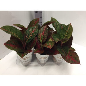 Aglaonema Dark Star 12Ø 35cm