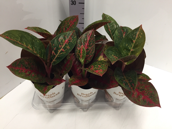 Aglaonema Dark Star 12Ø 35cm
