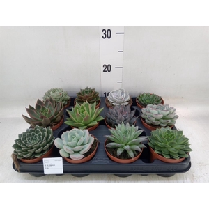 Echeveria   ...mix
