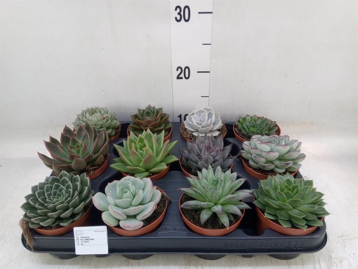 <h4>Echeveria   ...mix</h4>