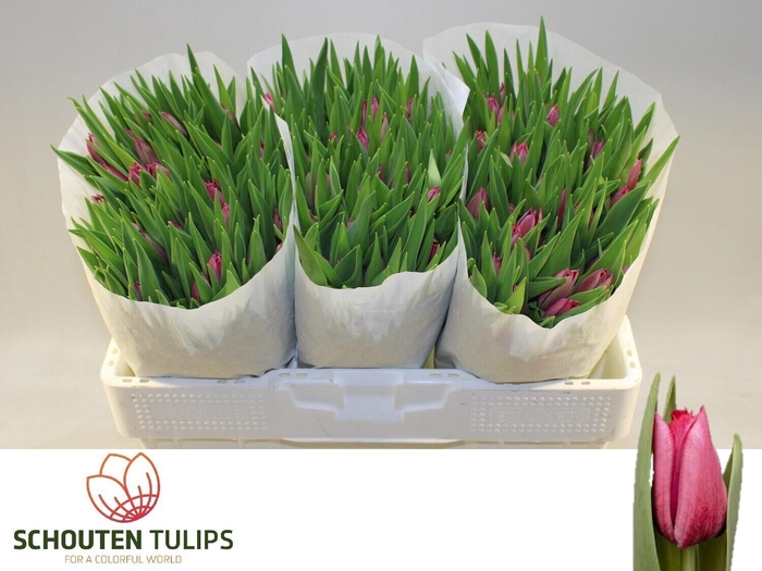 <h4>TU EN PINK RIBBON</h4>