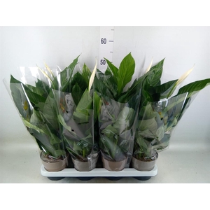 Spathiphyllum   ...