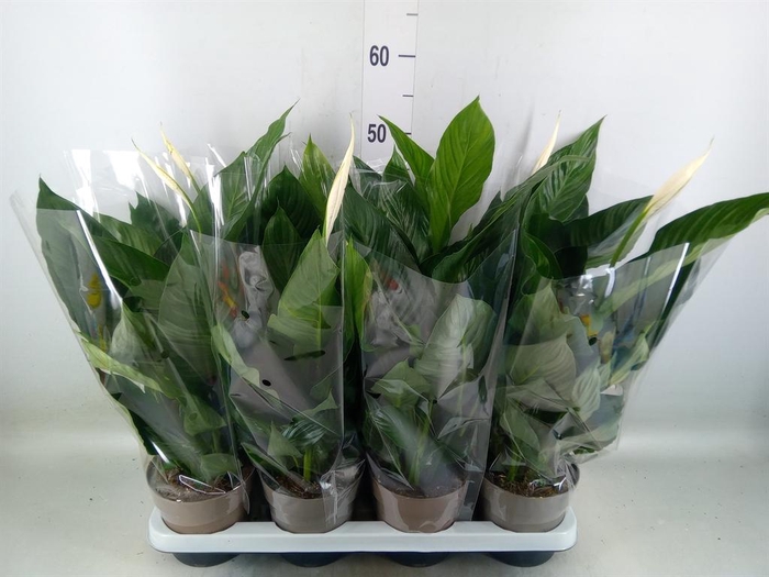 <h4>Spathiphyllum   ...</h4>