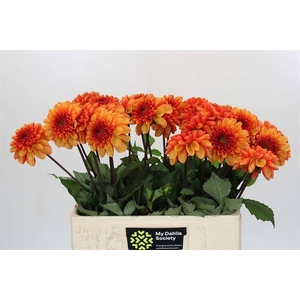 DAHLIA AMERICAN SUNSET