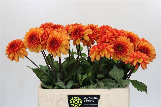<h4>DAHLIA AMERICAN SUNSET</h4>