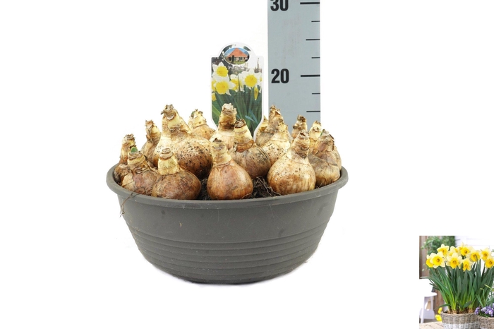 <h4>Narcissus Goblet</h4>