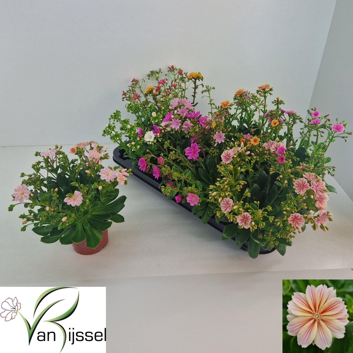 <h4>LEWI MOU DREAMS GEM</h4>