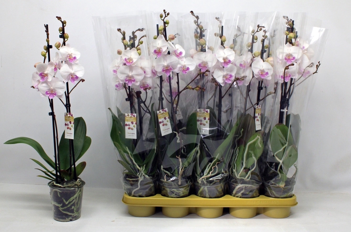 <h4>PHAL OV WIT</h4>