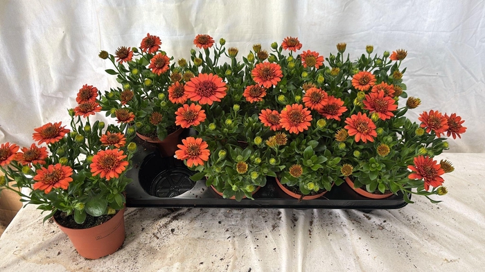 <h4>OSTEO FP ORANGE</h4>