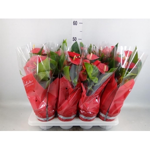 Anthurium andr. 'Casparo'