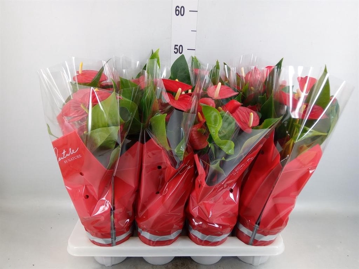 <h4>Anthurium andr. 'Casparo'</h4>