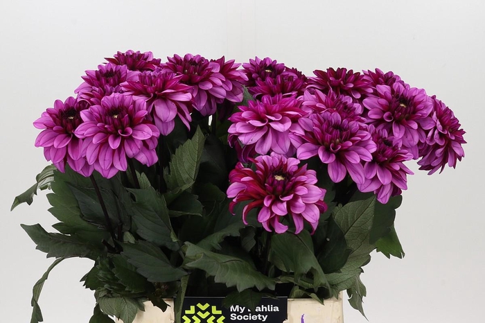 Dahlia Melissa Anne Marijke